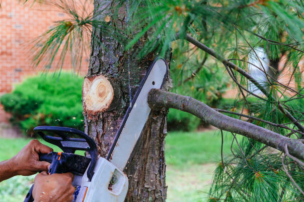 The Steps Involved in Our Tree Care Process in Emory, VA